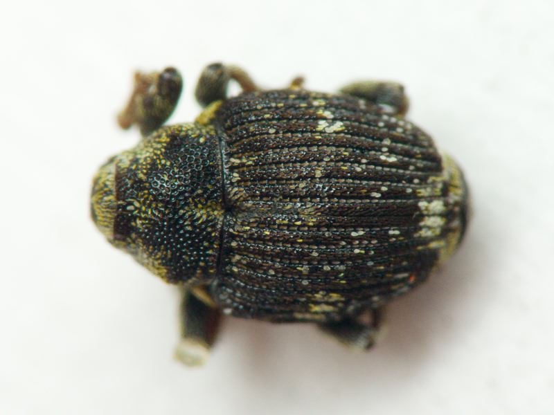 Nedyus quadrimaculatus (Linnaeus, 1758)